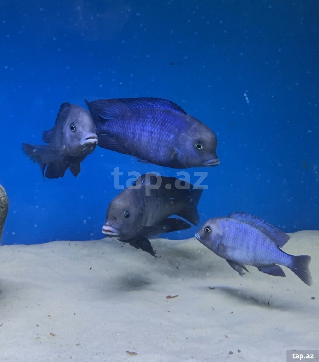 Delfin balıqları