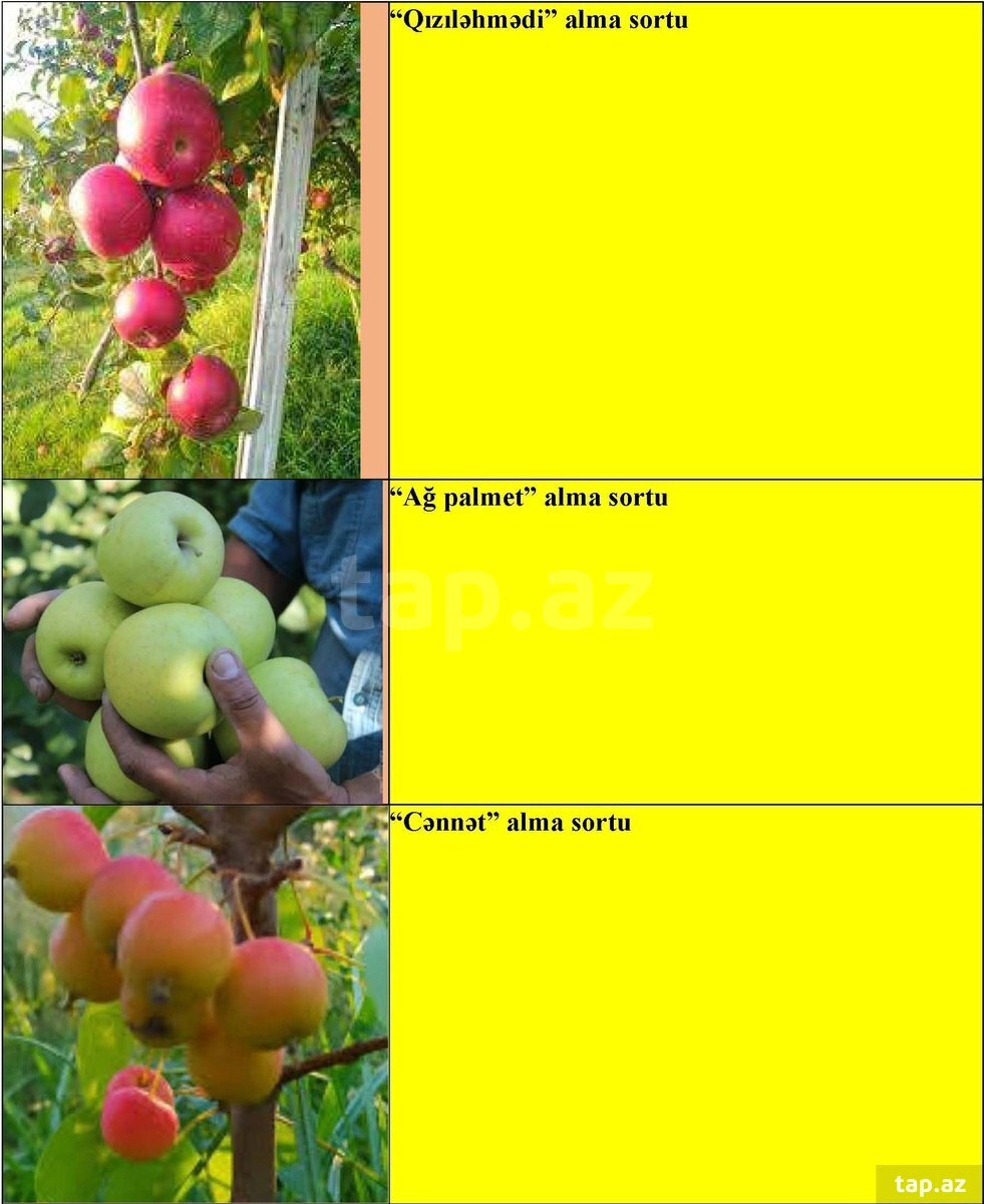 Alma ağacı tingləri (2)