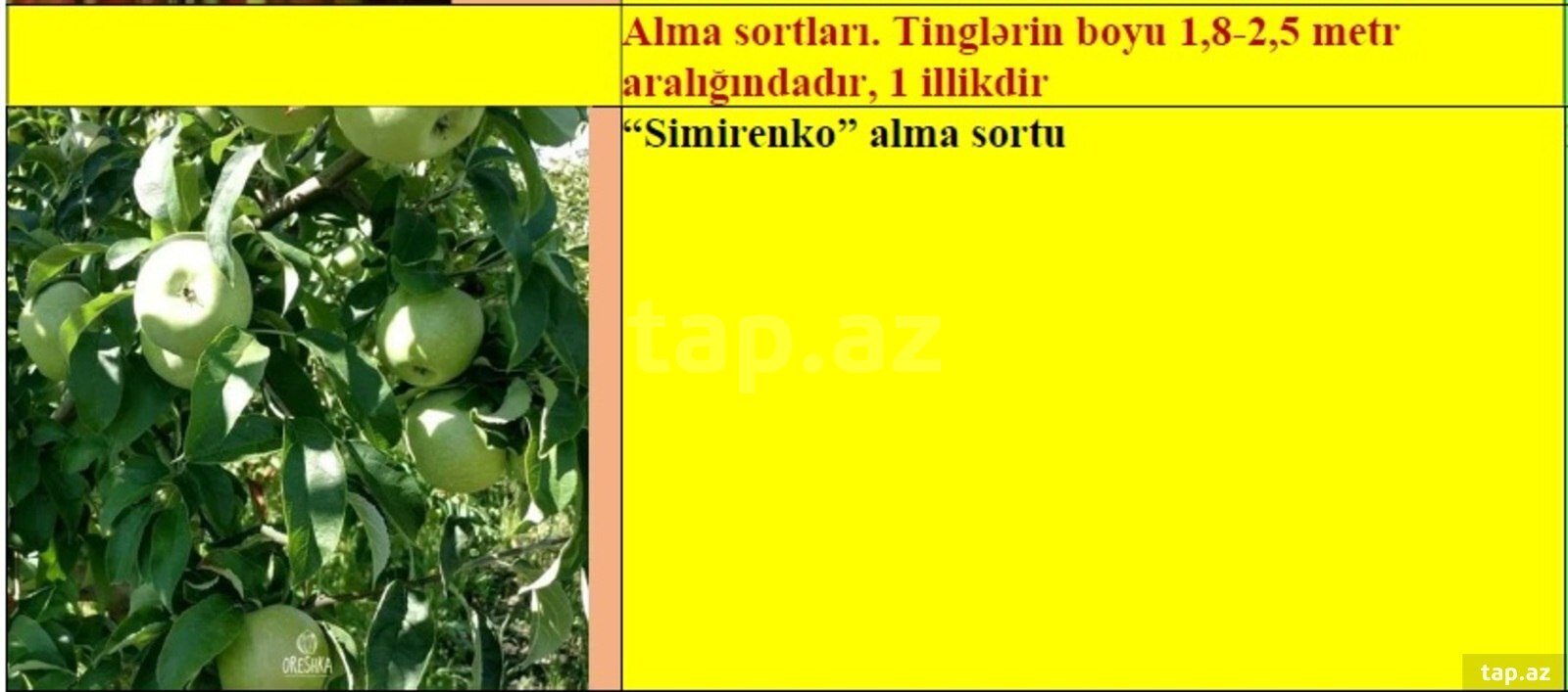 Alma ağacı tingləri