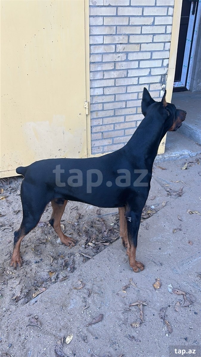 Doberman (cütləşdirmək üçün ) (2)