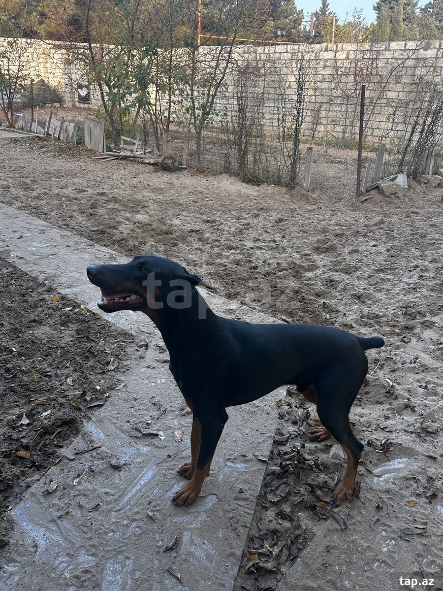 Doberman (cütləşdirmək üçün )