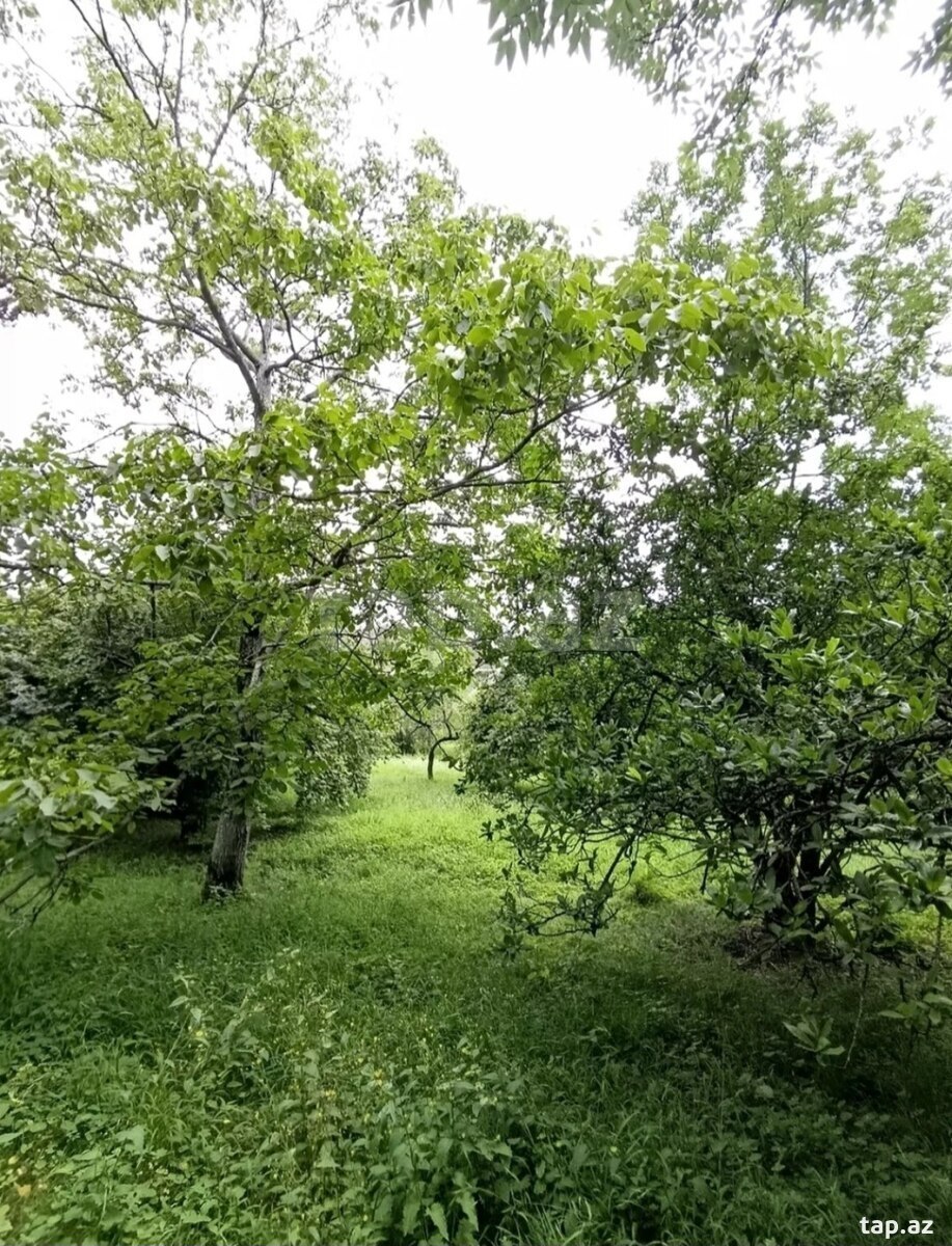 Həyət evi, Şəki ş. (13)