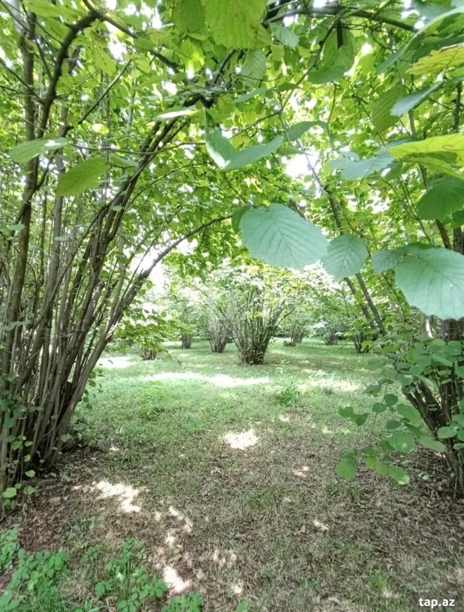 Həyət evi, Şəki ş. (15)