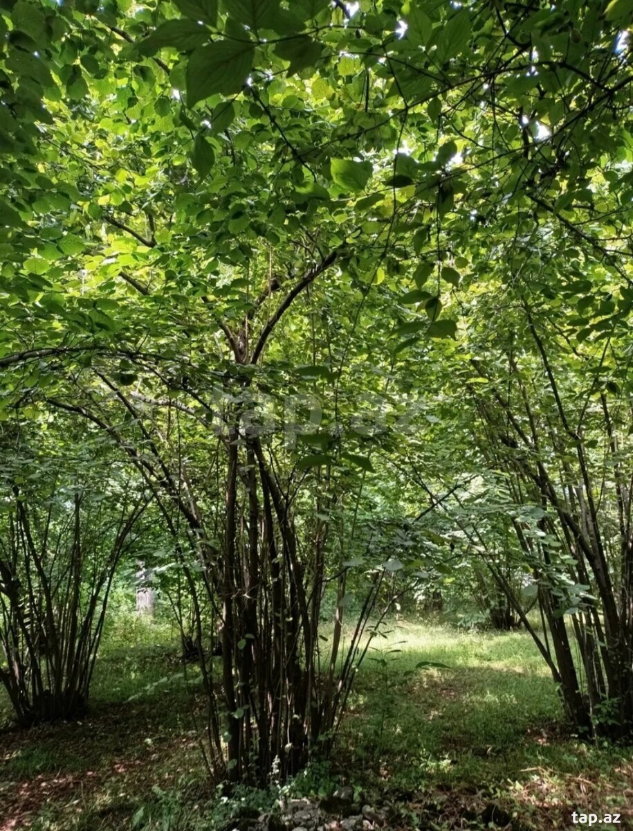 Həyət evi, Şəki ş. (14)