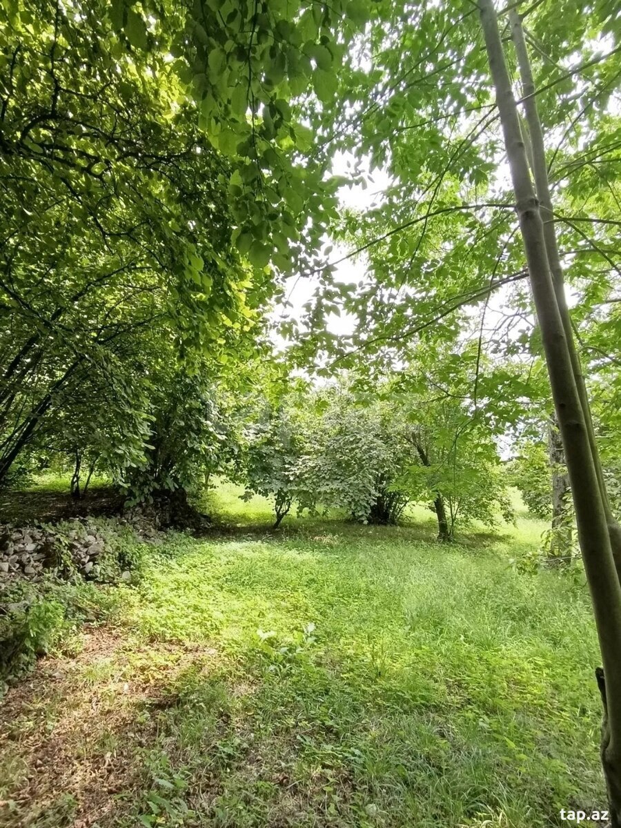 Həyət evi, Şəki ş. (20)