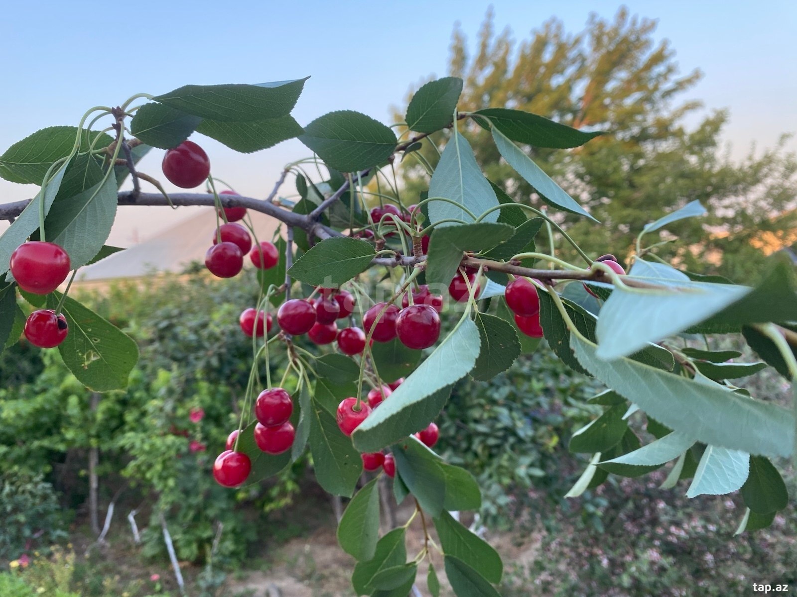 Həyət evi, Binəqədi r. (15)