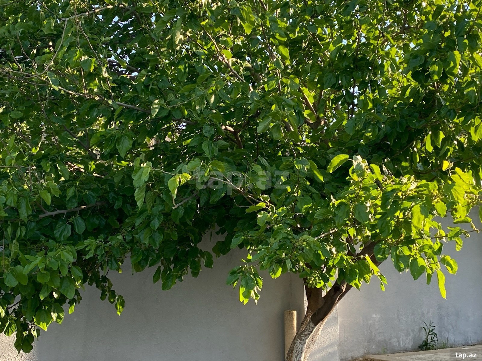 Həyət evi, Binəqədi r. (25)