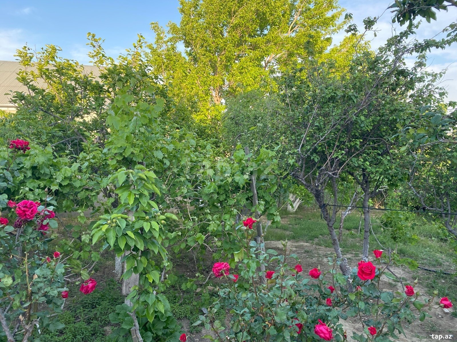Həyət evi, Binəqədi r. (23)