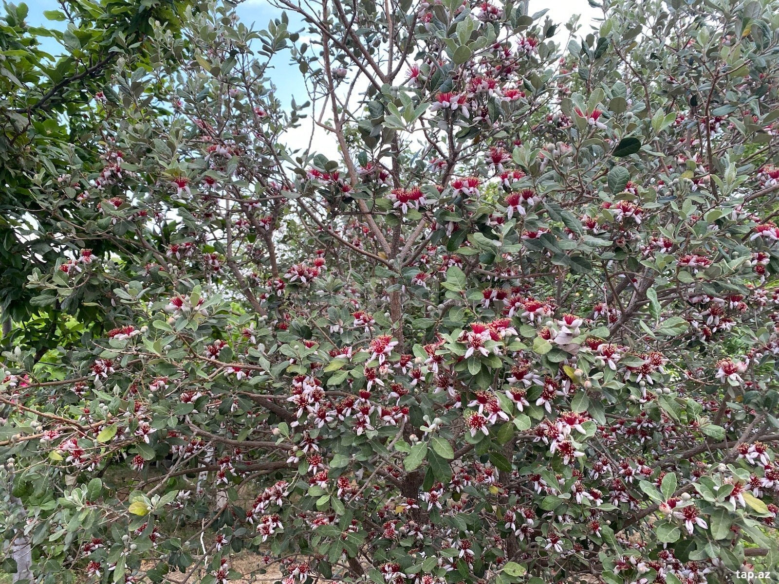 Həyət evi, Binəqədi r. (21)