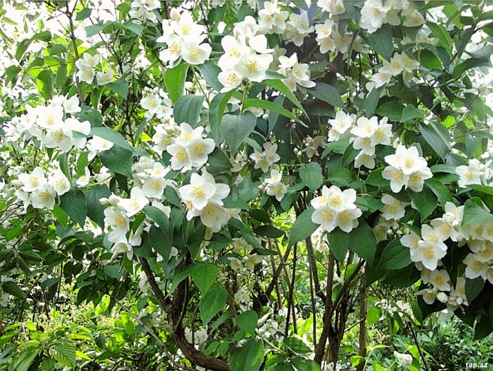 Jasmin gülü qələmi (2)