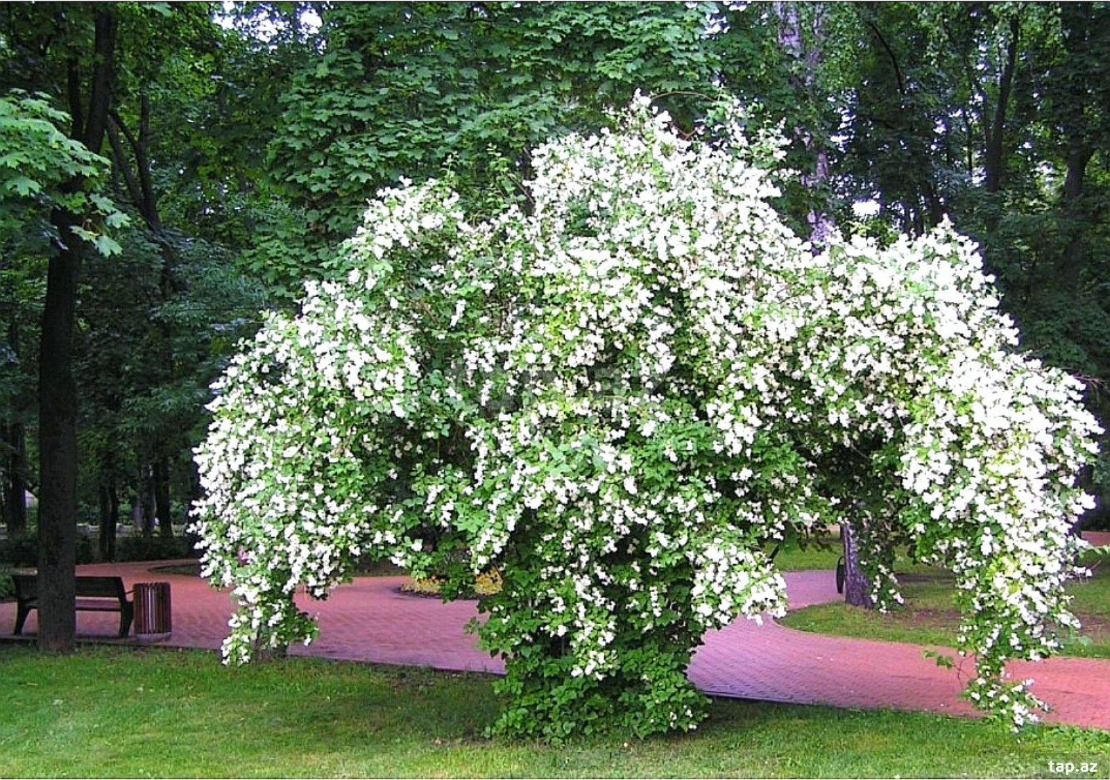 Jasmin gülü qələmi (3)