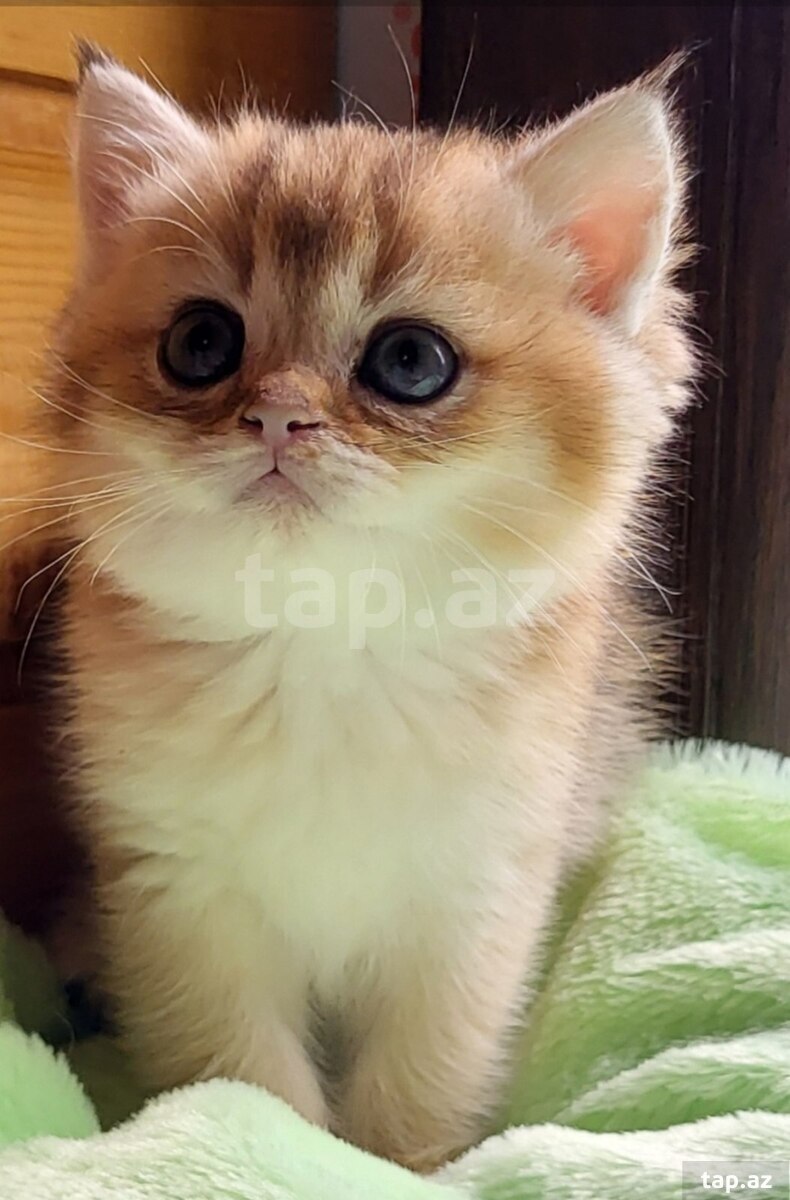 Котята шиншилла  (6)