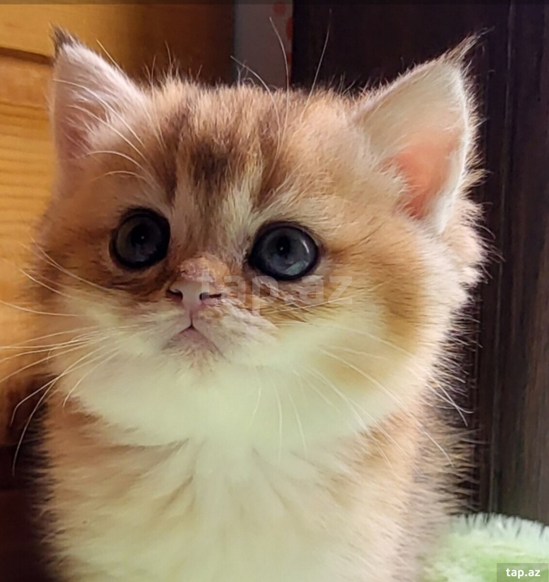 Котята шиншилла 