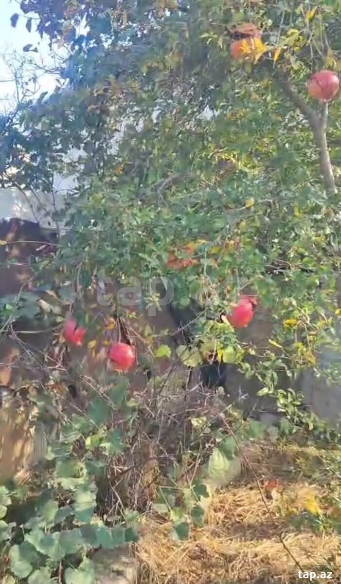 Torpaq satılır, Bakı