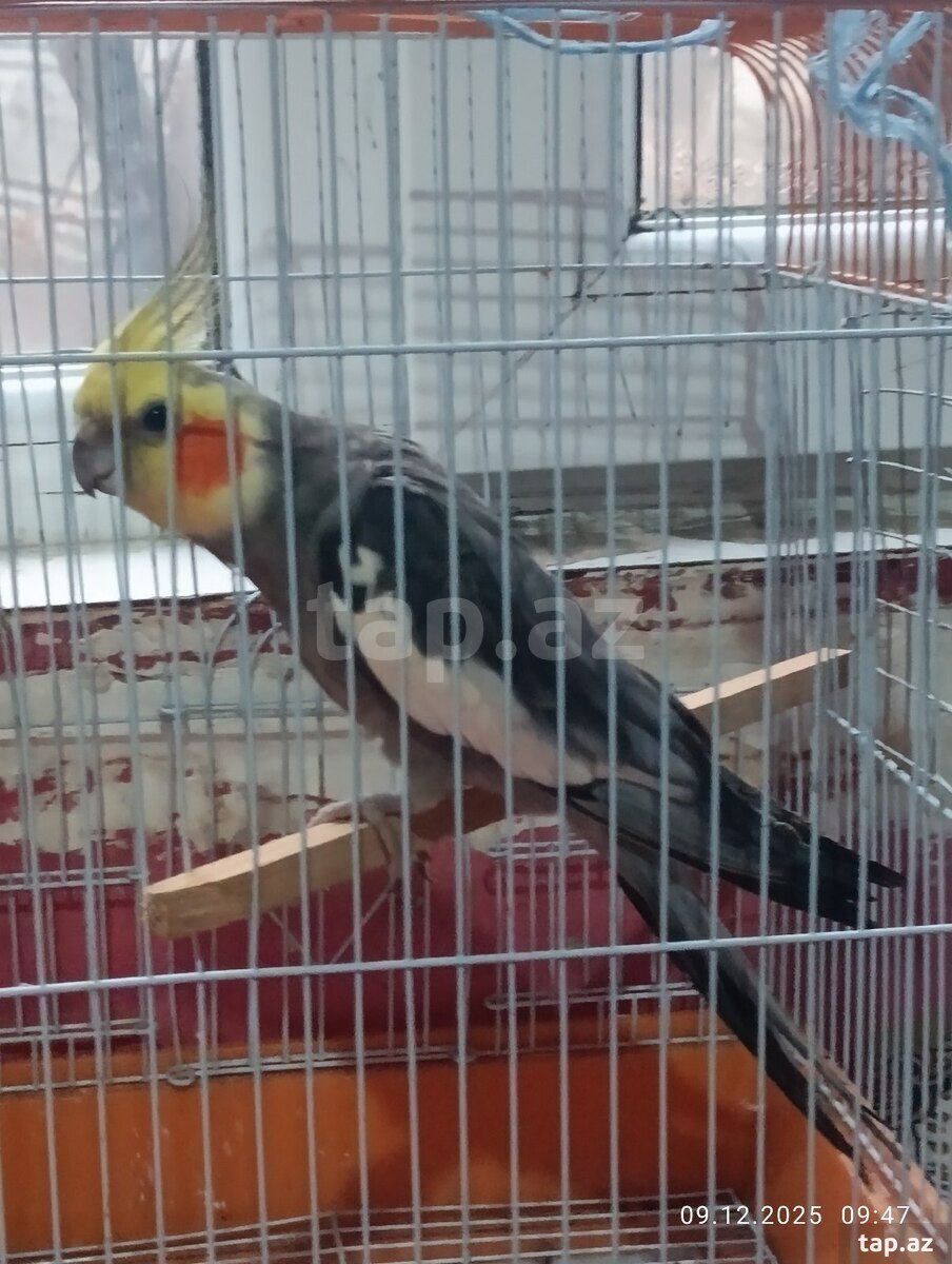 Tutuquşu 