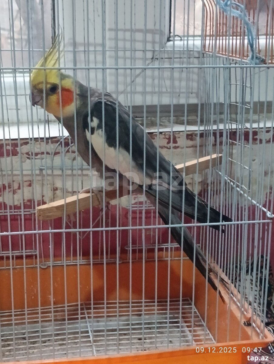 Tutuquşu  (2)