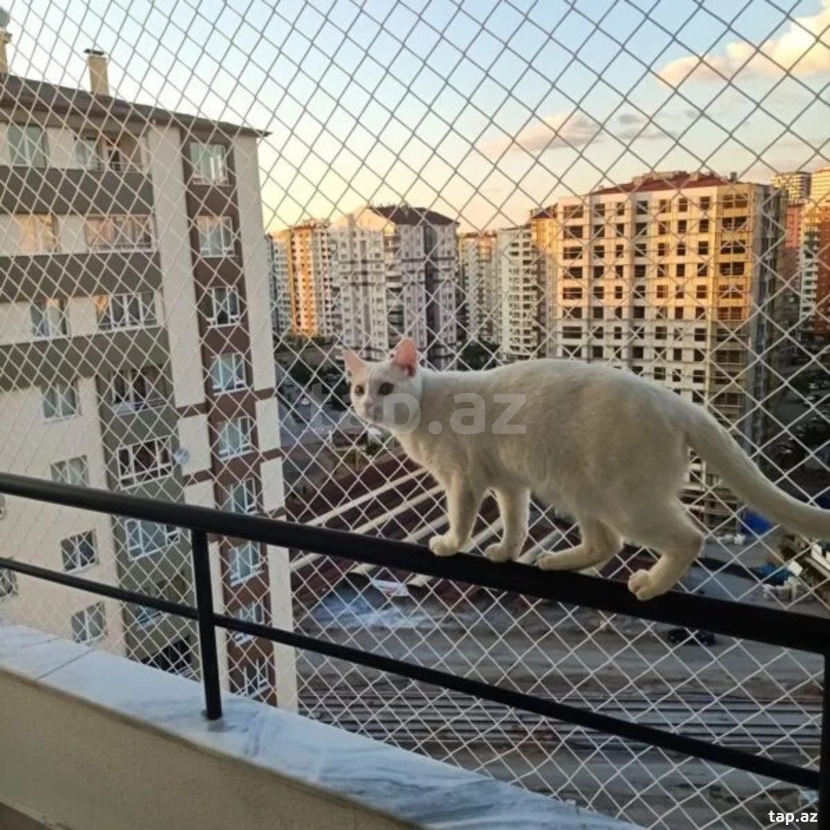 Pişik üçün təhlükəsizlik torları