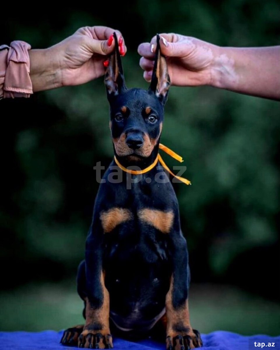 Doberman balası