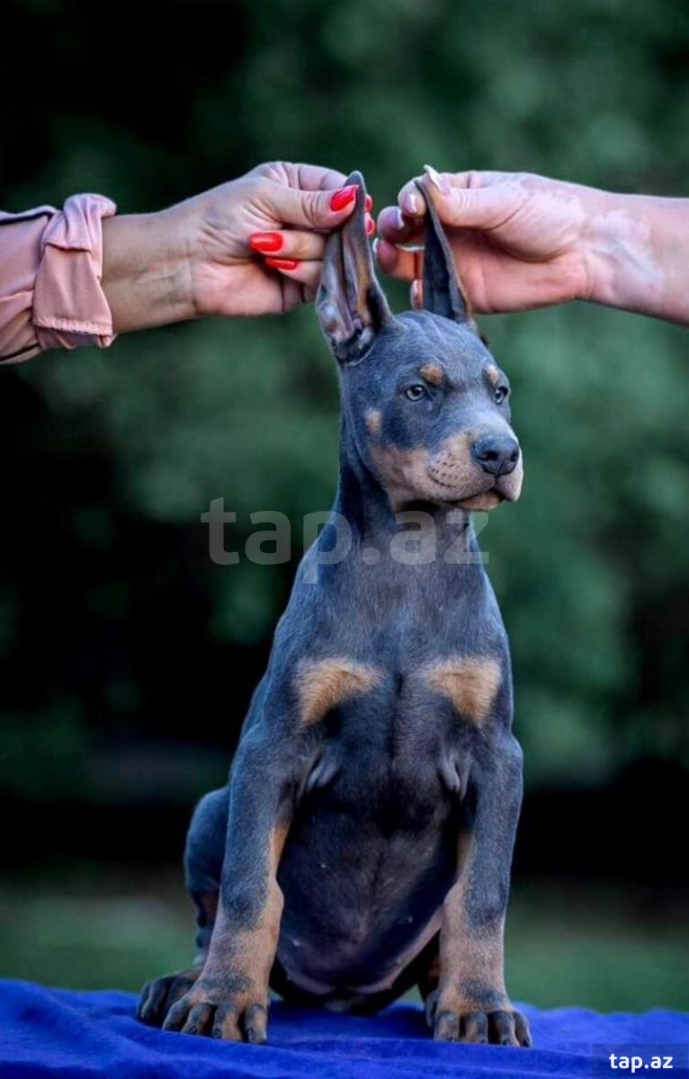 Doberman balası (3)