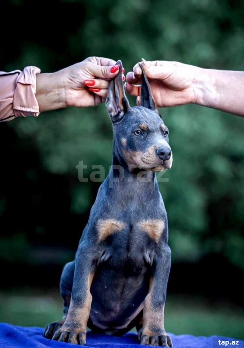 Doberman balası (2)