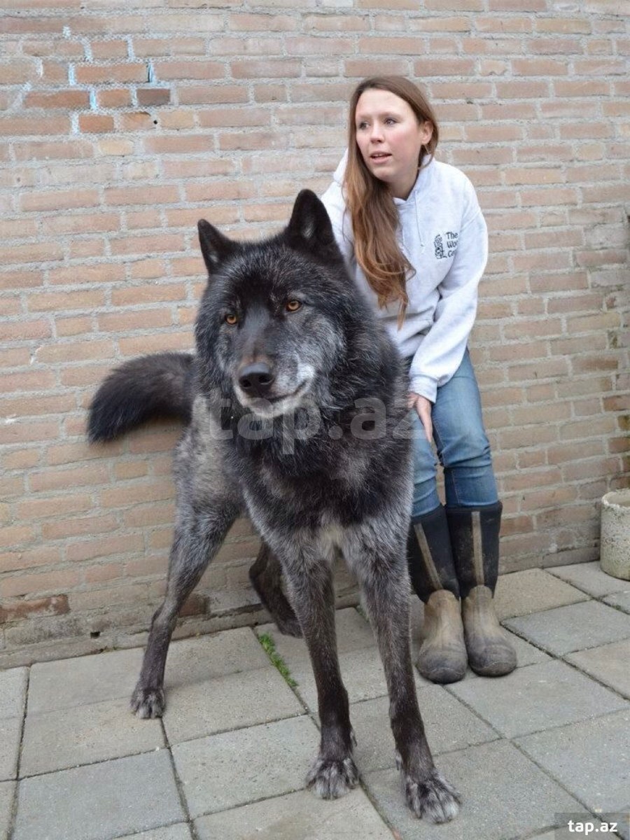 Volfxund balaları