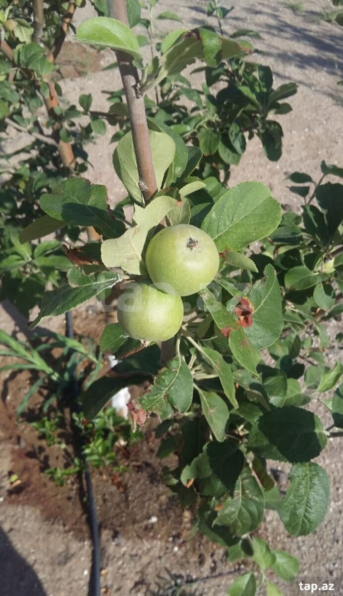12 sot torpaq sahəsi, Gürgən qəs. (3)