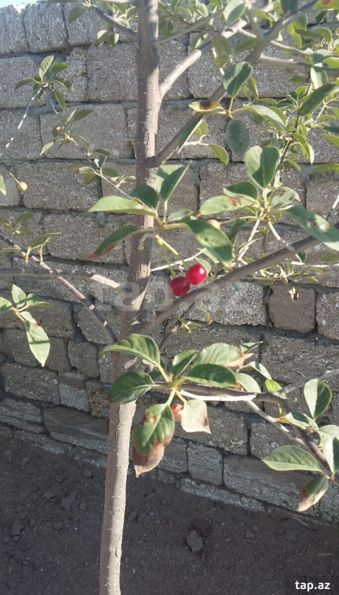 12 sot torpaq sahəsi, Gürgən qəs. (5)