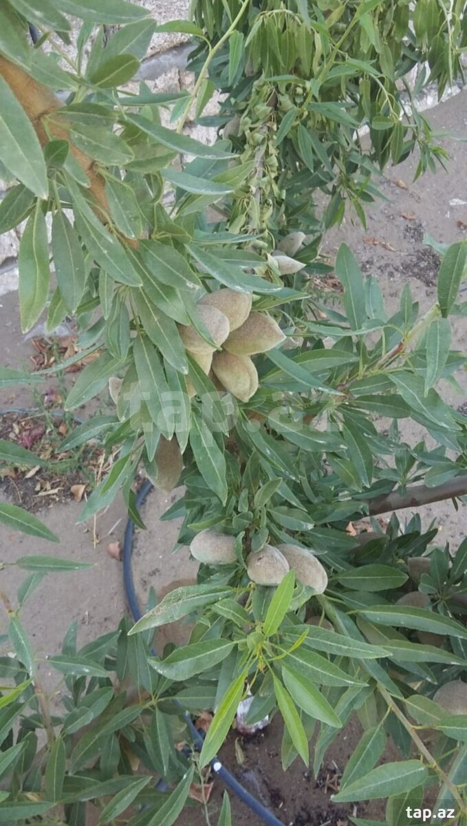 12 sot torpaq sahəsi, Gürgən qəs. (6)