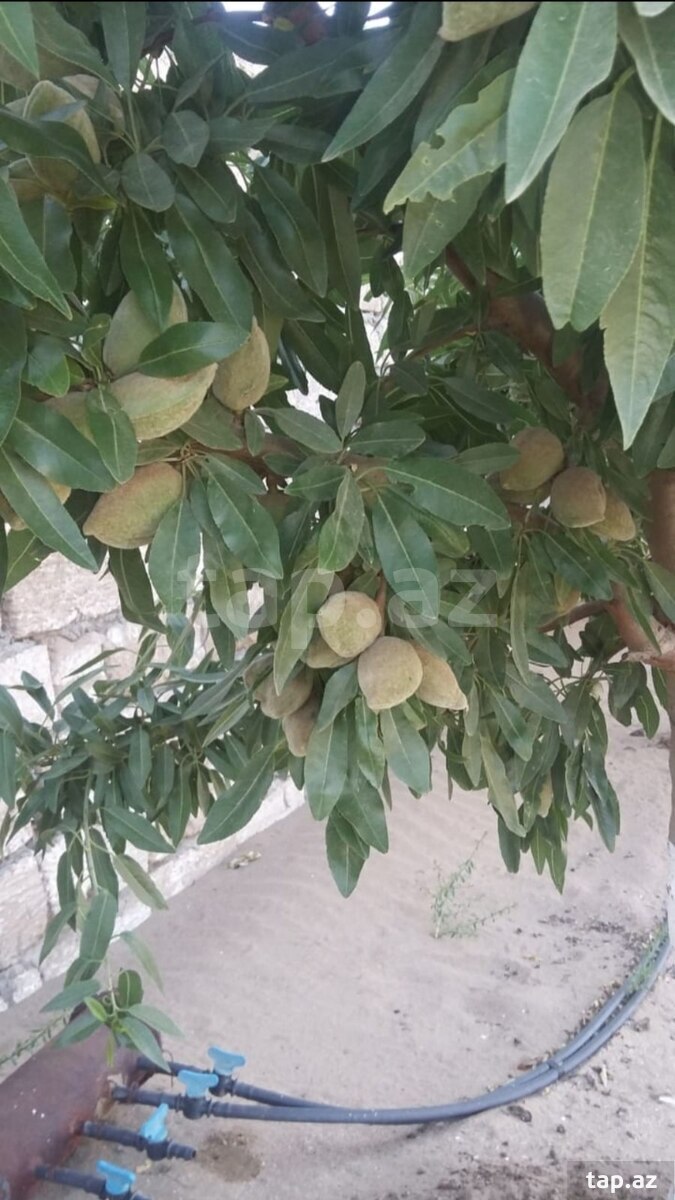 12 sot torpaq sahəsi, Gürgən qəs. (9)