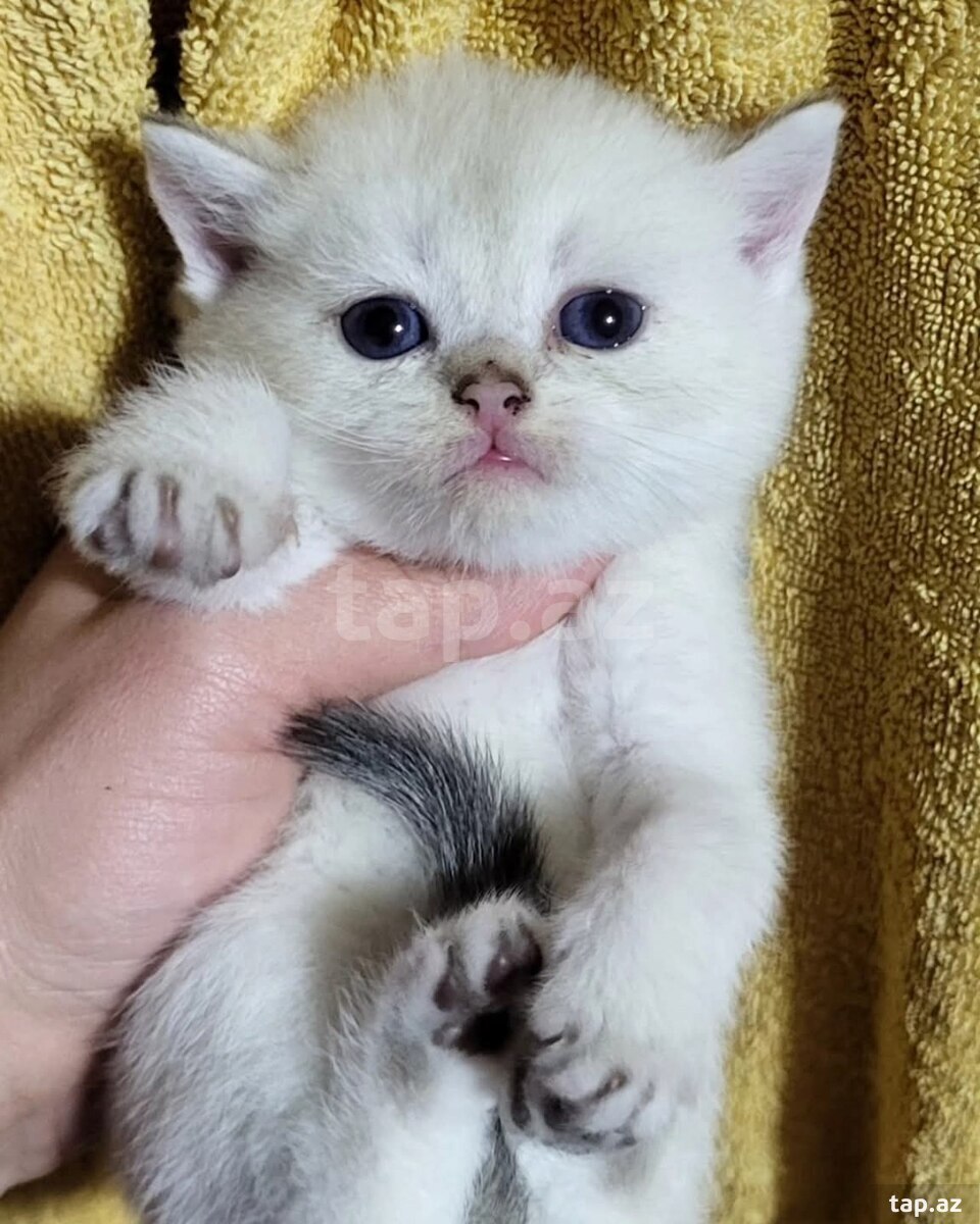 Серебристая Шиншилла  (7)