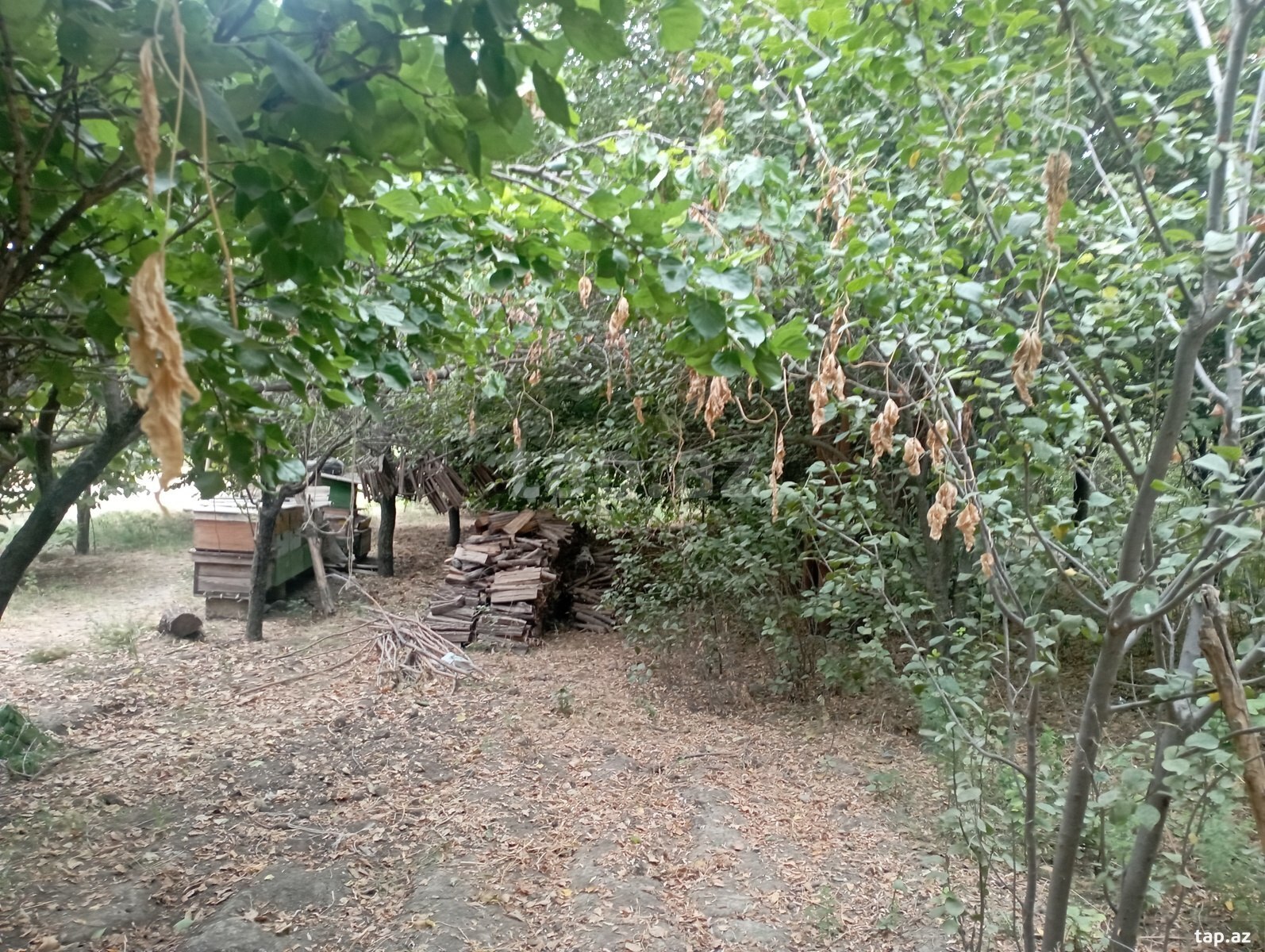 Həyət evi, Ağcabədi r. (11)