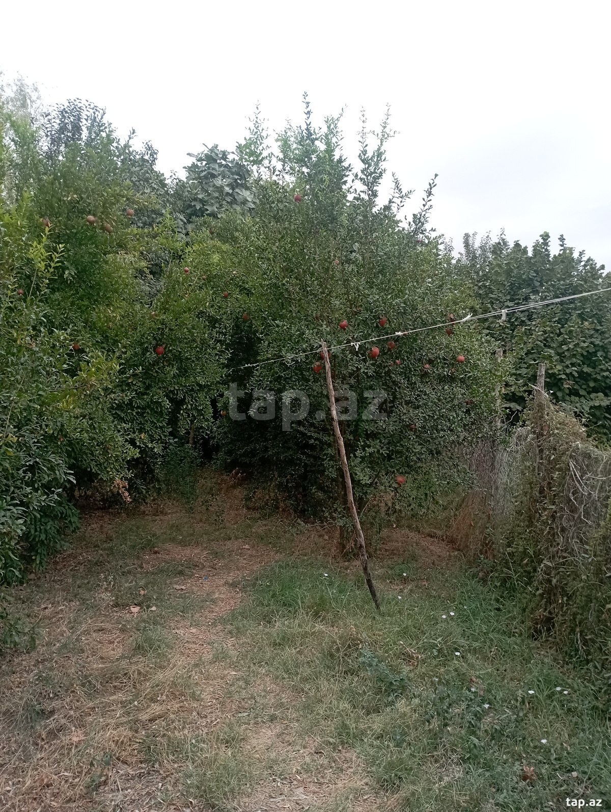Həyət evi, Ağcabədi r. (9)