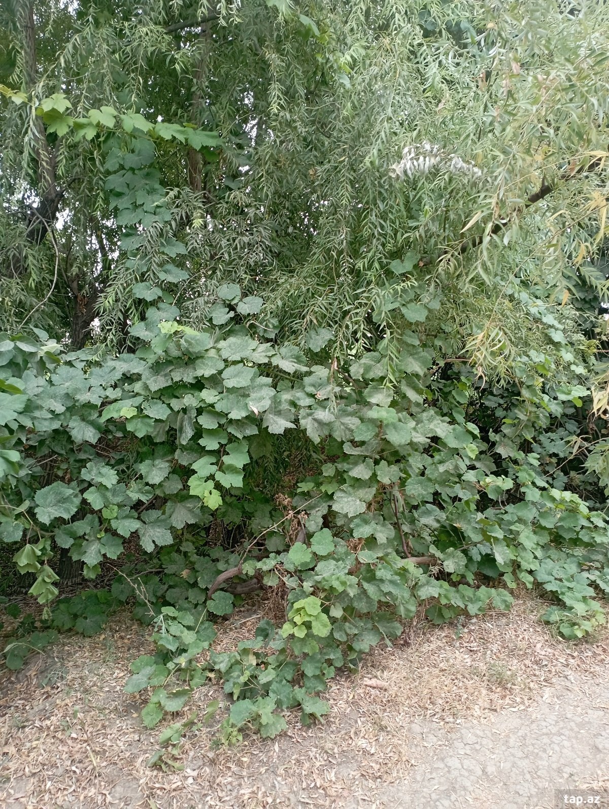Həyət evi, Ağcabədi r. (8)