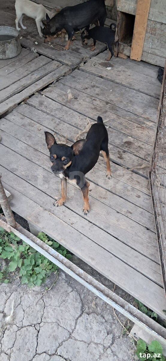 Mini pinçer