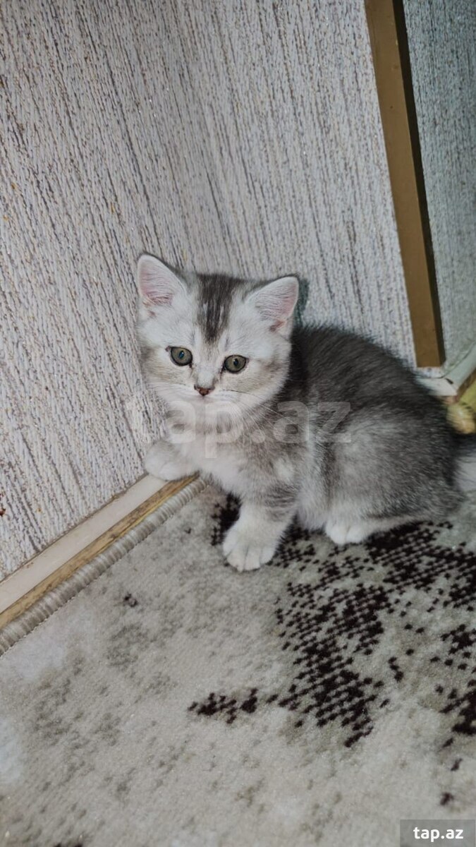 Şotland pişiyi balası (9)