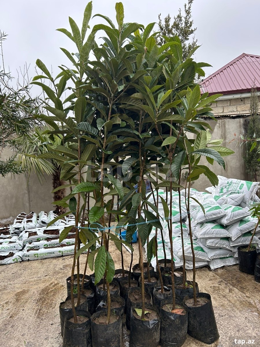 Ağaclar və güllər (12)