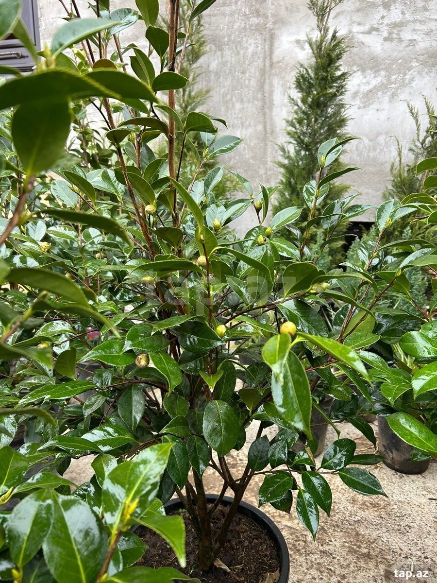 Ağaclar və güllər (13)