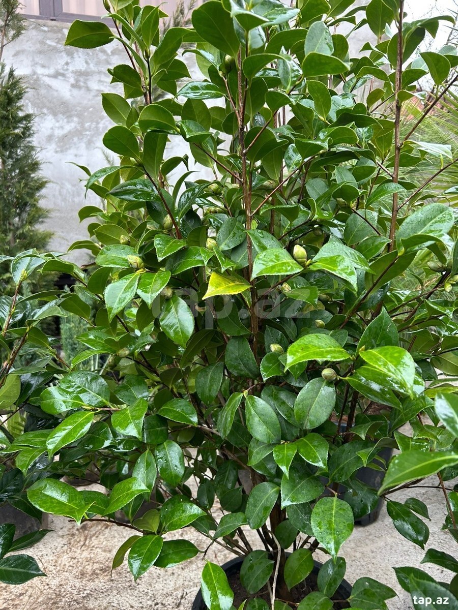 Ağaclar və güllər (14)