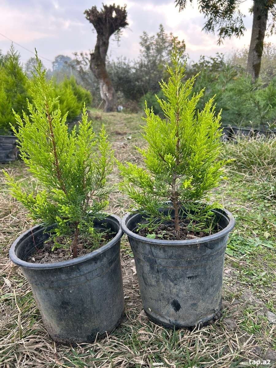Ağaclar və güllər (31)