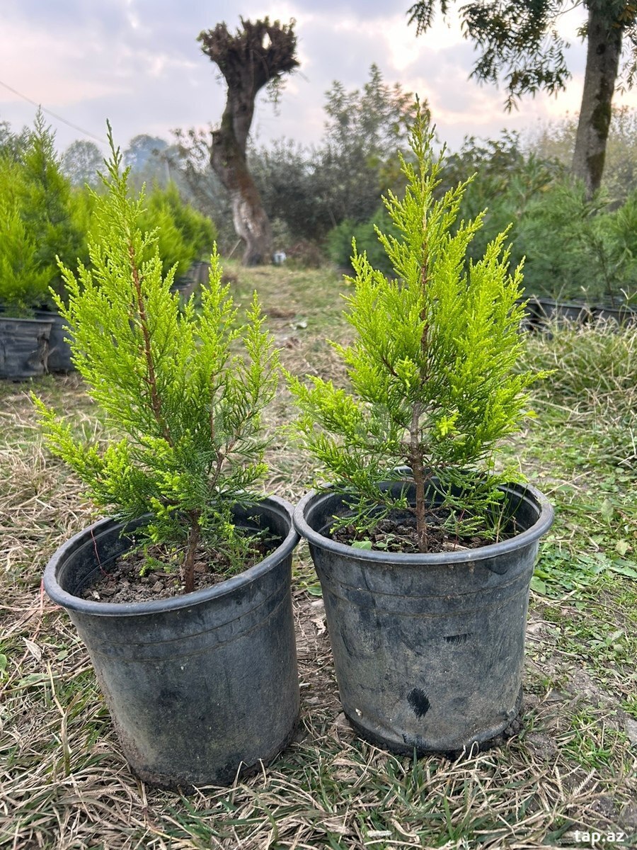 Ağaclar və güllər (30)