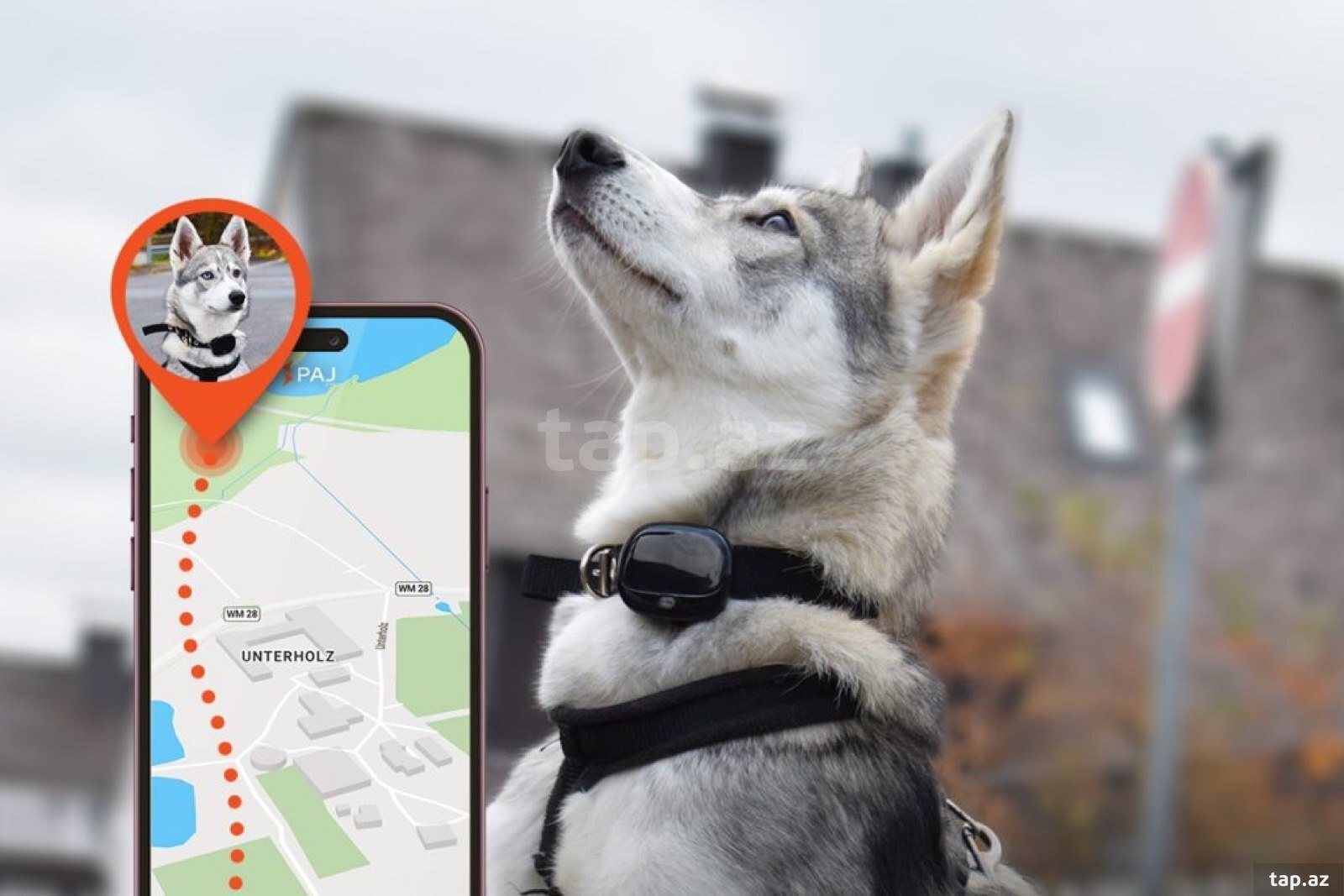 Heyvanlar üçün GPS izləmə cihazı