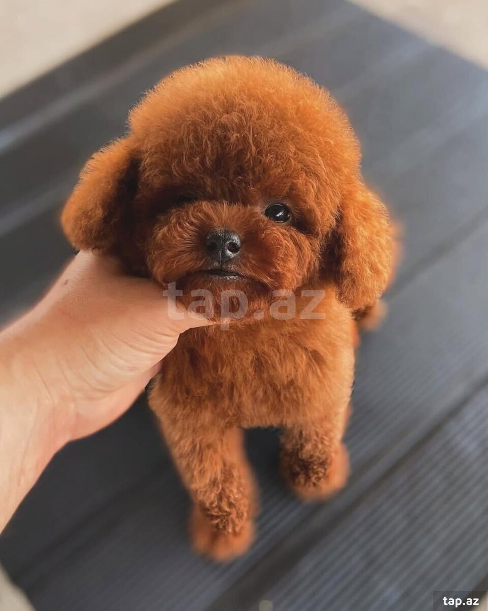 Toy pudel balaları