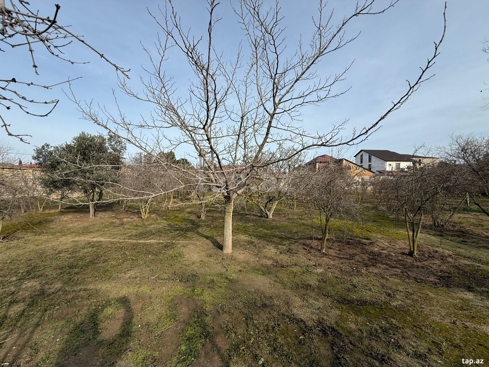 Torpaq satılır, Bakı