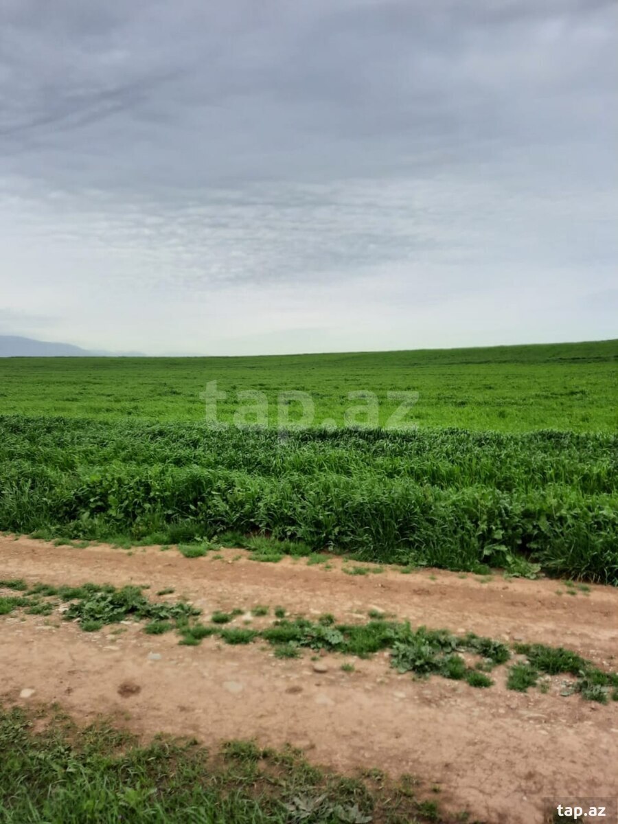 10000 sot torpaq sahəsi, Siyəzən r.