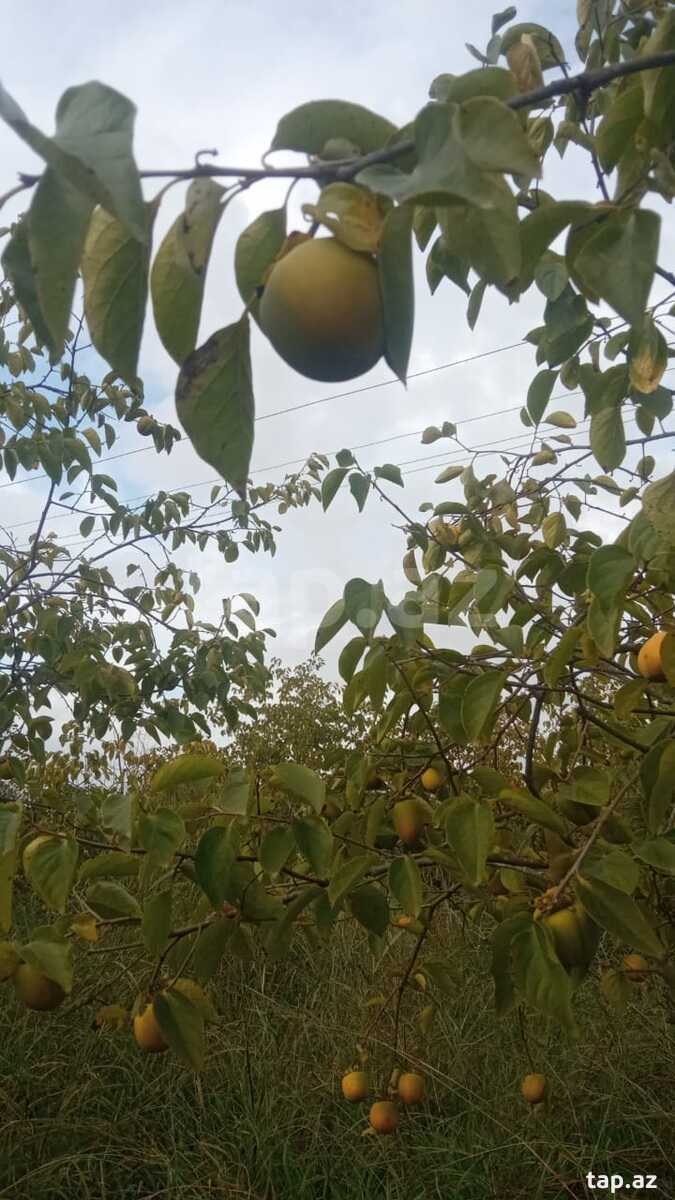 400 sot torpaq sahəsi, Göyçay r. (2)
