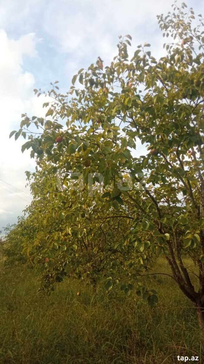 400 sot torpaq sahəsi, Göyçay r. (4)