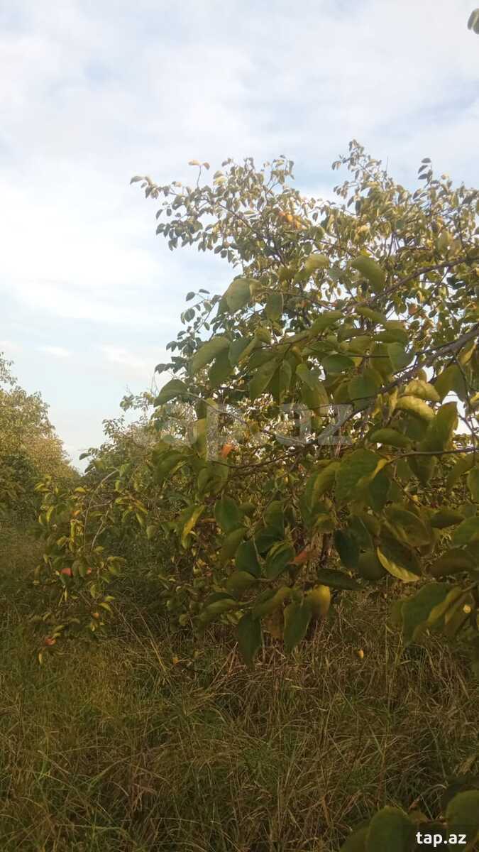 400 sot torpaq sahəsi, Göyçay r. (3)