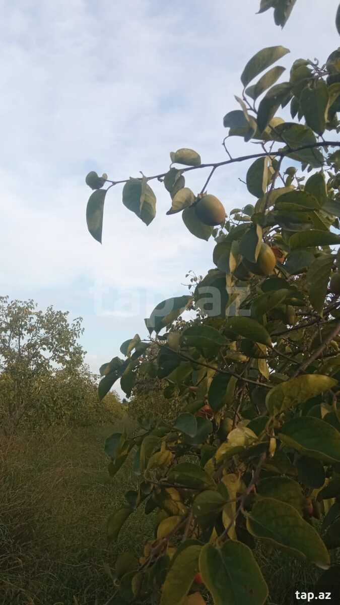 400 sot torpaq sahəsi, Göyçay r. (6)