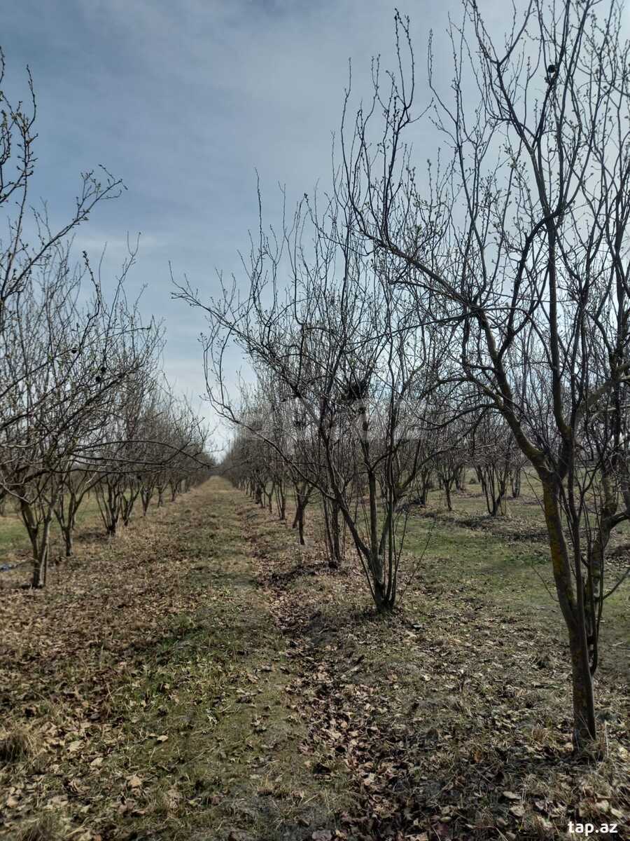 400 sot torpaq sahəsi, Göyçay r. (15)