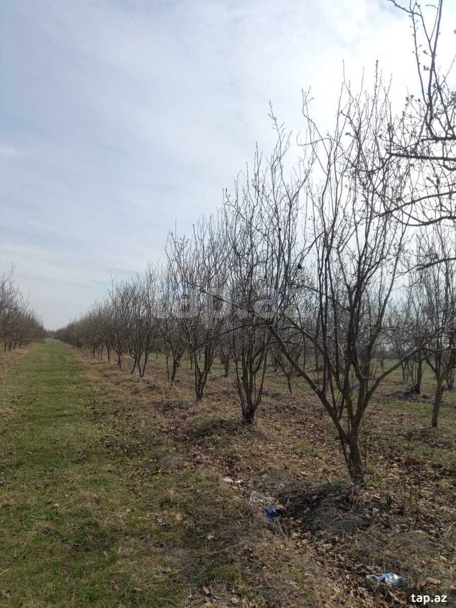 400 sot torpaq sahəsi, Göyçay r. (14)